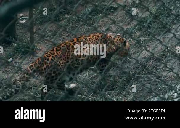 Leopard cat of india Stock Videos & Footage - HD and 4K Video Clips - Alamy