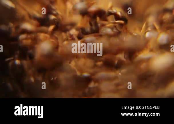 Ant War between two colonies of ants. Battle of ants, Crowds, Army ...