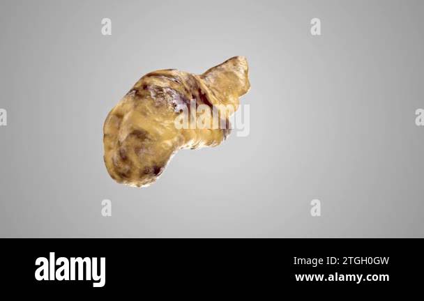 Turntable 3d animation of anatomically accurate human internal organ ...