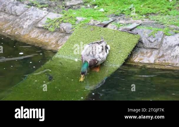 Drinking pond water Stock Videos & Footage - HD and 4K Video Clips - Alamy