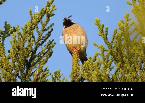 A close up video of an isolated yellow vented bulbul bird in the jungle ...