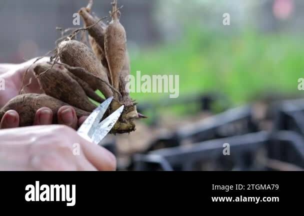 The Gardener Sorts Out Dahlia Tubers Plant Root Care Dahlia Tubers On