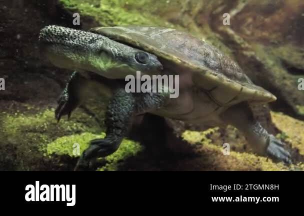 Roti island snake necked turtle Stock Videos & Footage - HD and 4K ...