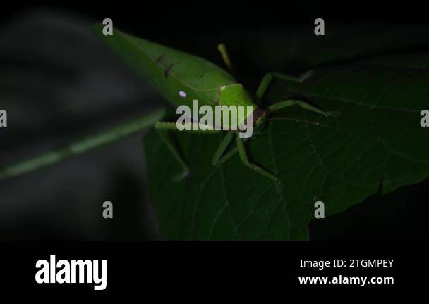 Insects mimics Stock Videos & Footage - HD and 4K Video Clips - Alamy