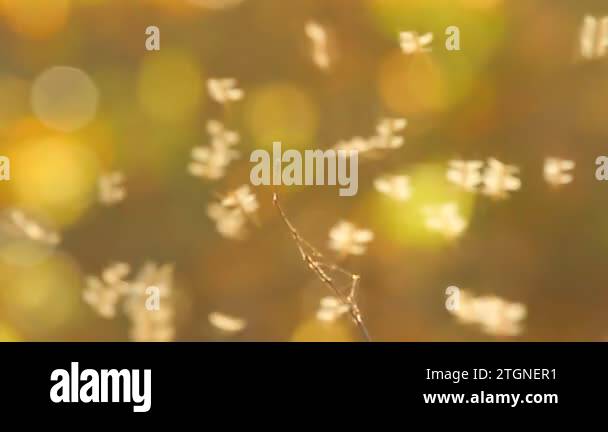 Autumn insects Stock Videos & Footage - HD and 4K Video Clips - Alamy