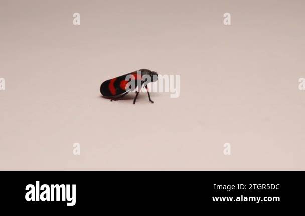 Beatles animals Stock Videos & Footage - HD and 4K Video Clips - Alamy
