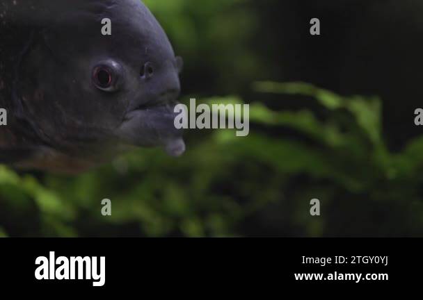 Tambaqui fish swimming in Stock Videos & Footage - HD and 4K Video ...