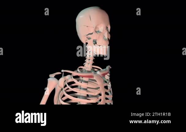 This 3d animation shows the subclavius muscles in full rotation loop on ...