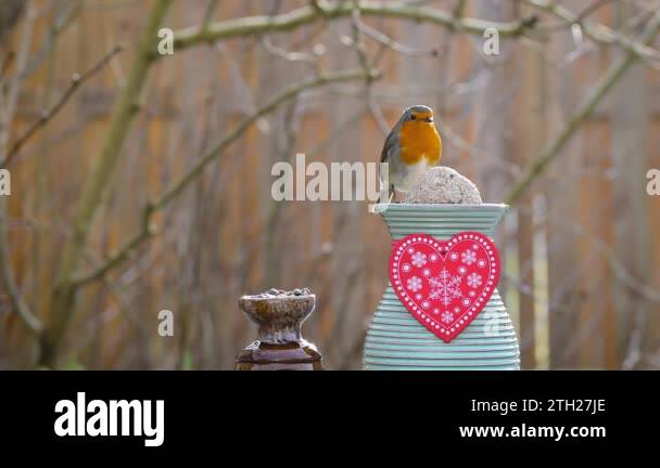 Backlit robin Stock Videos & Footage - HD and 4K Video Clips - Alamy