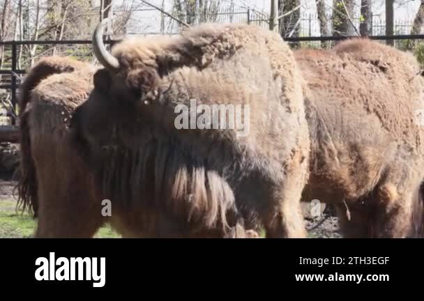 Endangered bovine species Stock Videos & Footage - HD and 4K Video