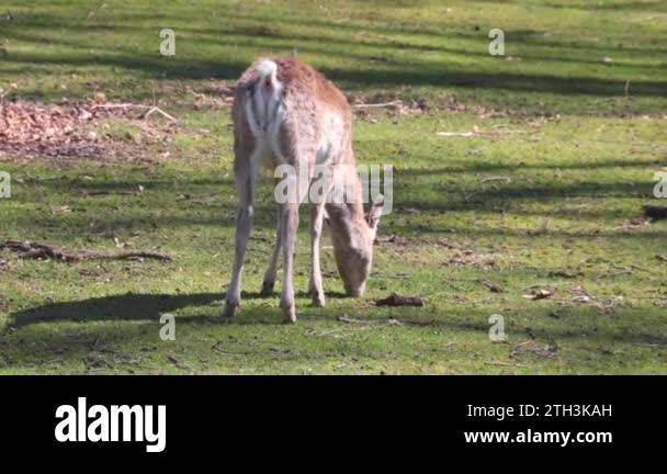 A small sloth eats green grass in the meadow. The deer is pooping. The