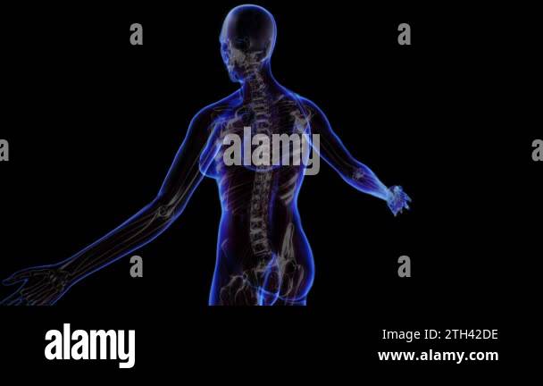 Human body systems Stock Videos & Footage - HD and 4K Video Clips - Alamy