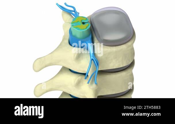 Lumbar vertebra nerves illustration Stock Videos & Footage - HD and 4K ...