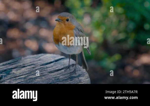 Handheld shot of a robin singing on a park bench. The European robin ...