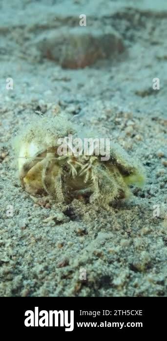 Hermit crab paguroidea and sea anemone Stock Videos & Footage - HD and ...