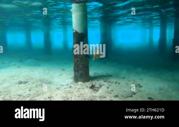 One meter long Starry Puffer fish Arothron stellatus swimming under a ...