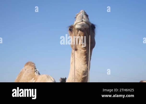 Dromedary arabian camel indian camel Stock Videos & Footage - HD and 4K ...
