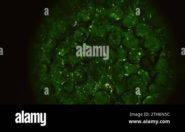 Morula Animation Cell division, formation of morula and embryo. The concept of the ovum ...