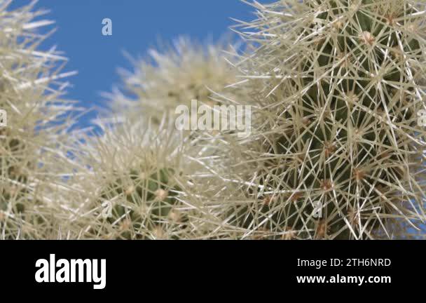 Tan sheathed densely overlapping spines protrude from heavily obscured ...