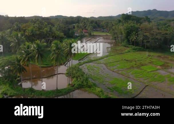 Flooded rice fields philippines Stock Videos & Footage - HD and 4K ...