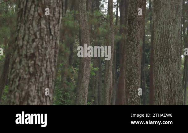 Pine Trees Pinus merkusii at Forest Park in Bandung West Java Indonesia ...
