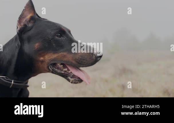 Doberman Pinscher Dog Portrait Face Close Up, Misty Rainy Day 2 4K ...