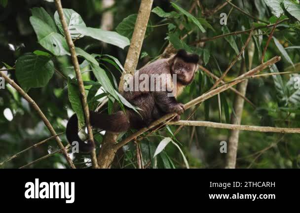 Capuchin monkey tongue sticking out Stock Videos & Footage - HD and 4K ...