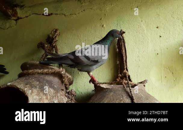 A pigeon is sitting on its nest. Pigeon is a domestic Birds. This nest ...