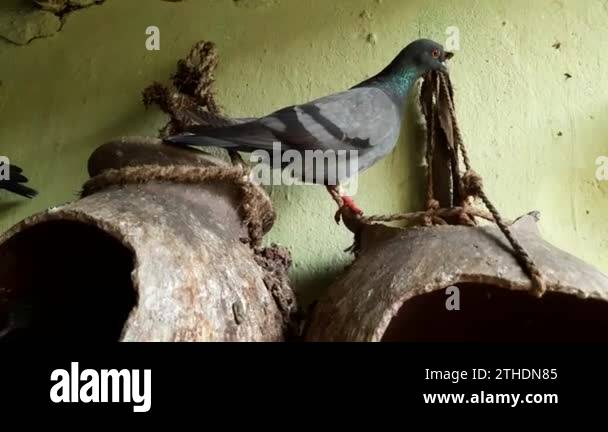 A pigeon is sitting on its nest. Pigeon is a domestic Birds. This nest ...