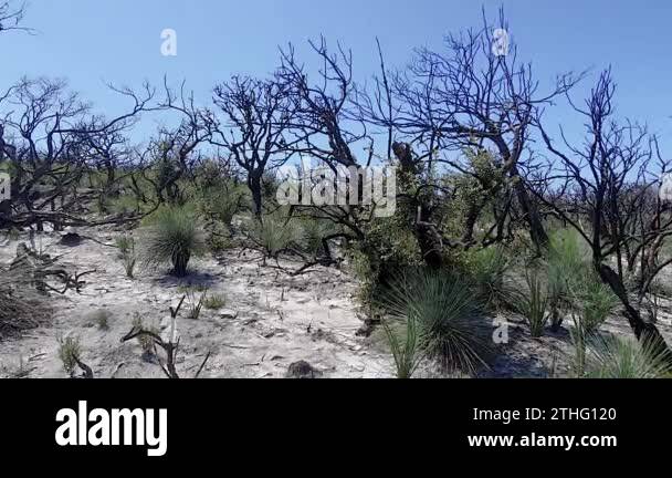 Australian bushfires North Head Sydney Burnt trees Dead trees Regrowth ...