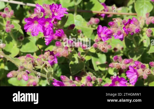 Pink flowering terminal determinate dichasial cyme inflorescences of ...