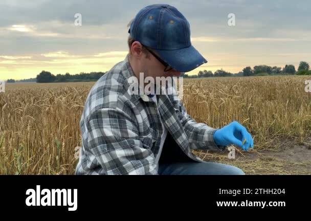 Closeup of agronomy scientist conducting soil acidity test by taking pH ...