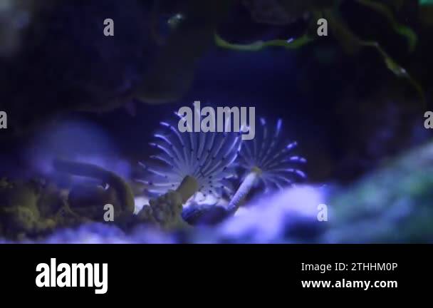 feather duster worm move tentacles and hunt for plankton food in ...