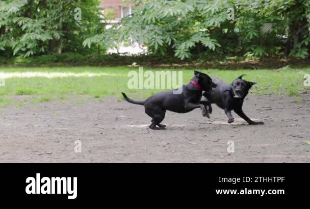 Two black dogs play fighting at the dogpark with saliva and teeth ...