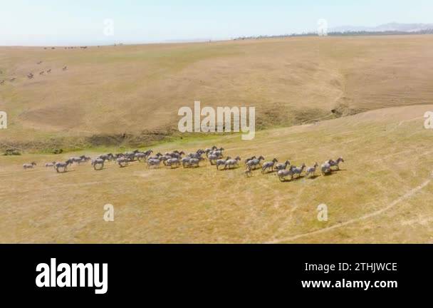 Serengeti National Park Zebra Migration Stock Videos Footage HD And 