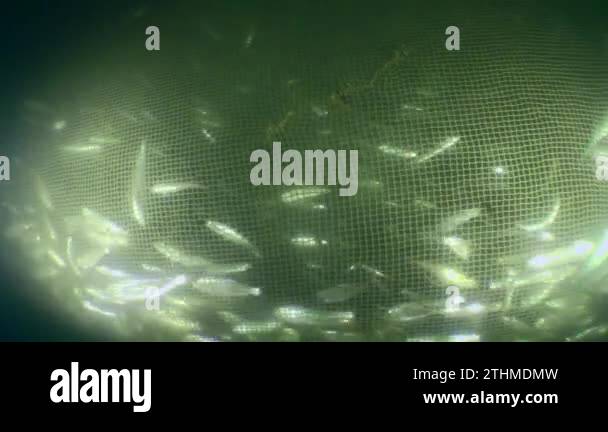 Fish inside a commercial fishing net: as the net rises and its volume ...