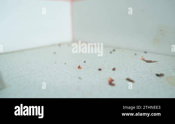 In the place of accumulation of mouse droppings, the hand puts a ...