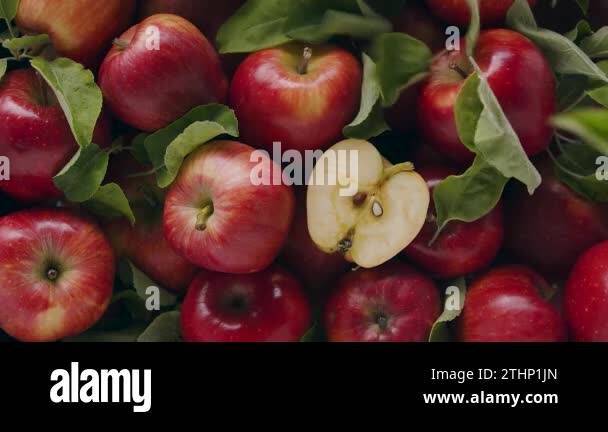 Malus domestica, Delicious red natural apples with many leaves falling ...