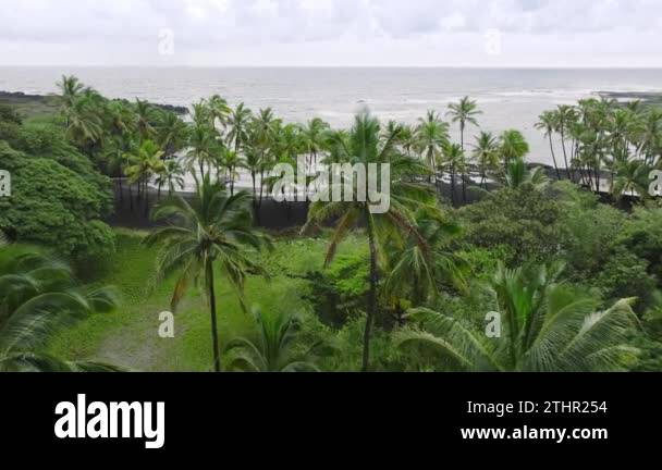 Drone flying above green tops of palms trees grove. Aerial green palm ...