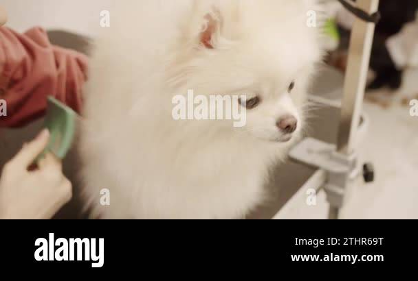 Happy cute white Pomeranian Dog getting groomed at salon. The amusing ...