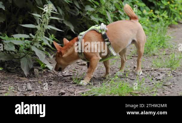 small-light-brown-male-dog-with-yellow-harness-sniffing-at-nettles