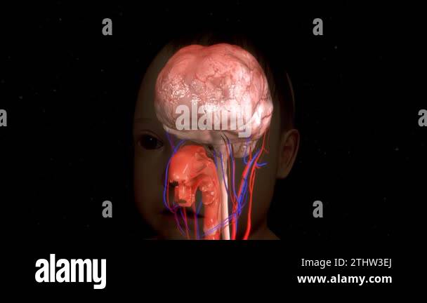 Brain anatomy Stock Videos & Footage - HD and 4K Video Clips - Alamy