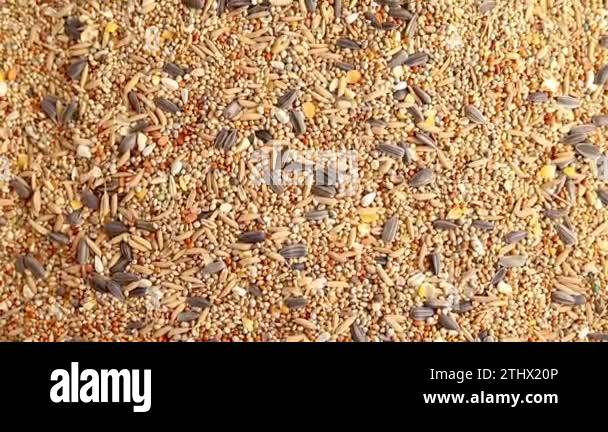 Parrot fodder seed mix Stock Videos & Footage - HD and 4K Video Clips ...