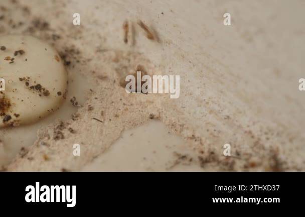 Macro footage of Ant colony underground with hole in home kitchen floor ...