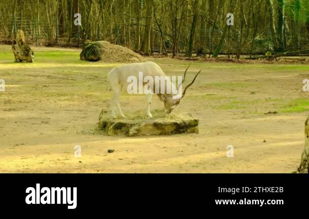 Gazelle arabic Stock Videos & Footage - HD and 4K Video Clips - Alamy