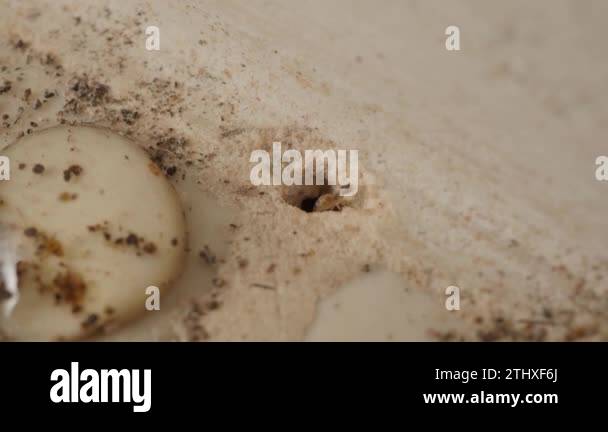 Macro footage of Ant colony underground with hole in home kitchen floor ...
