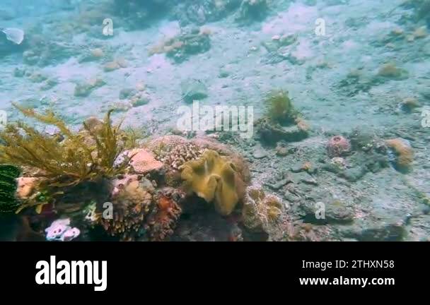 A rare solo kuhl's maskray blue-spotted stingray swimming and ...