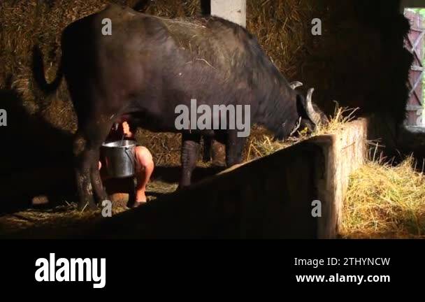 Milking buffalo Stock Videos & Footage - HD and 4K Video Clips - Alamy