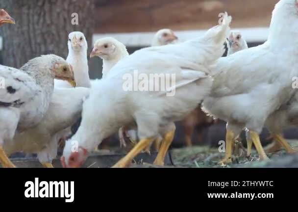 Chicken Incubator Stock Videos Footage Hd And 4k Video Clips Alamy