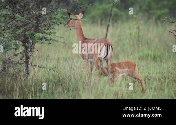 Baby thomsons gazelle Stock Videos & Footage - HD and 4K Video Clips ...